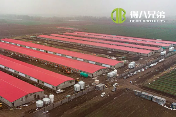 ãफुल लाइन प्रोजेक्टãShandong Zhucheng4800 sows farm