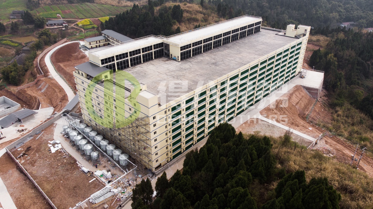 आधुनिक पिग फार्म डिझाइनमध्ये पर्यावरण गुणवत्ता कशी सुधारायची