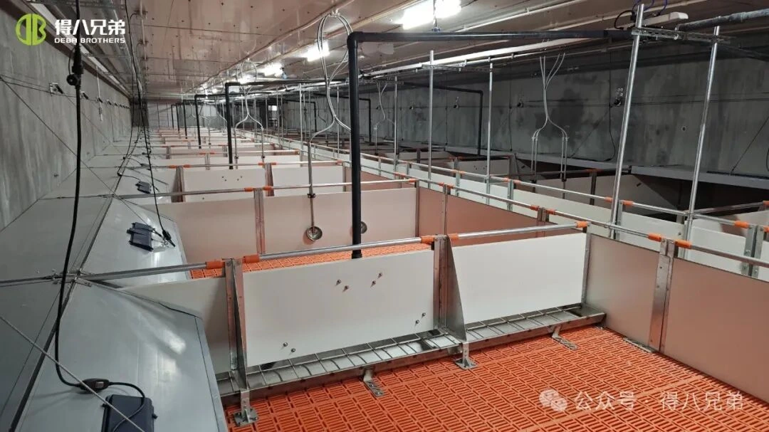 उष्ण हवामानात स्वाइन फार्ममध्ये उष्णतेचा ताण प्रतिबंध आणि व्यवस्थापन